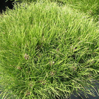 Zwergschwarz-Kiefer 'Marie Brégeon'®, Höhe 30-40 cm, Topf 7,5 Liter, 2er-Set Zwergschwarz-Kiefer 'Marie Brégeon'®, Höhe 30-40 cm, Topf 7,5 Liter, 2er-Set