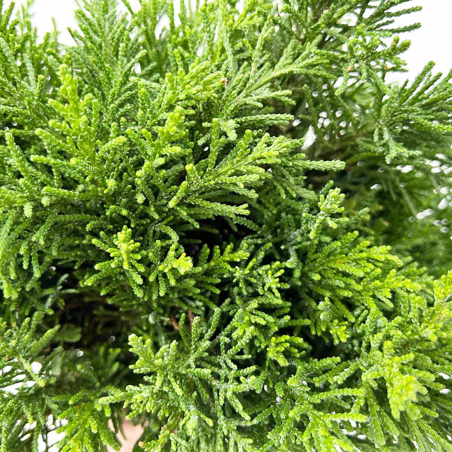 Scheinzypresse 'Draht' im Handbund, 3 Bund Scheinzypresse 'Draht' im Handbund, 3 Bund