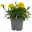 Tagetes, Farbe zufällig, Topf-Ø 12 cm, 6er-Set