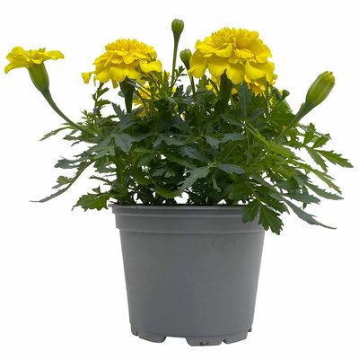 Tagetes, Farbe zufällig, Topf-Ø 13 cm, 6 Pflanzen