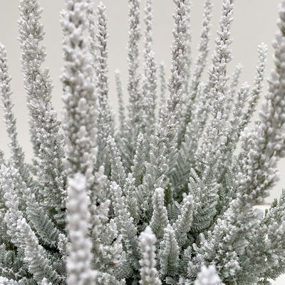 Pflanzenkreation Vorweihnachtszeit, 8 Pflanzen + Lichterkette + Erde