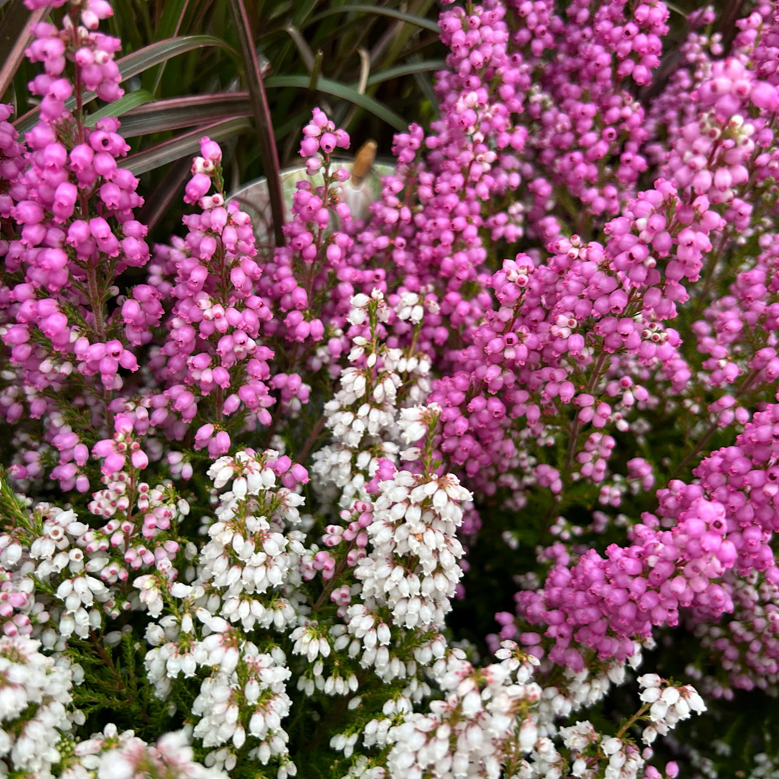 Glockenheide 'Duo', rosa-weiß, Topf-Ø 11 cm, 6 Pflanzen Glockenheide 'Duo', rosa-weiß, Topf-Ø 11 cm, 6 Pflanzen