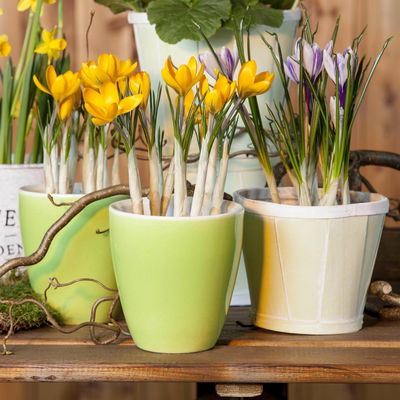 Krokus gelb, vorgetrieben, Topf-Ø 10,5 cm, 6 Pflanzen