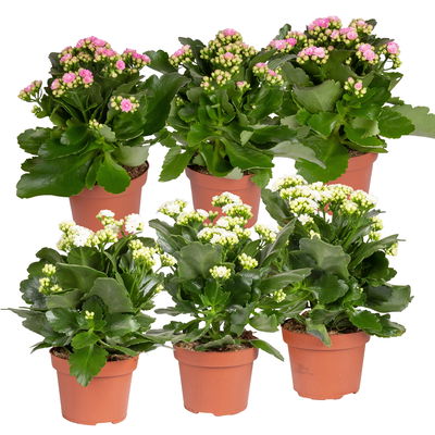 Kalanchoe 'Calandiva'®,  weiß & rosa, Topf-Ø 12 cm, Höhe ca. 20-30 cm, 6er-Set