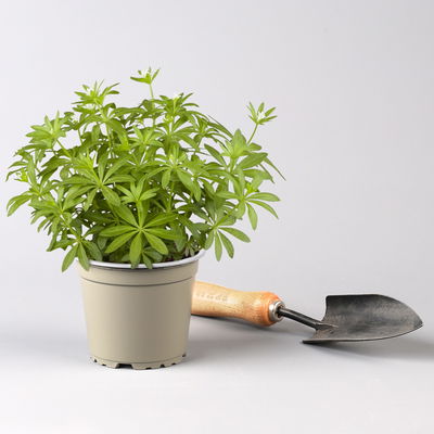 Pflanzenkreation Gartenmagie, groß, 7 Pflanzen inkl. Erde und Dünger Pflanzenkreation Gartenmagie, groß, 7 Pflanzen inkl. Erde und Dünger