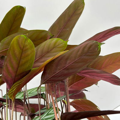 Ctenanthe 'Compactstar', Topf-Ø 21 cm, Höhe ca. 80-100 cm Ctenanthe 'Compactstar', Topf-Ø 21 cm, Höhe ca. 80-100 cm