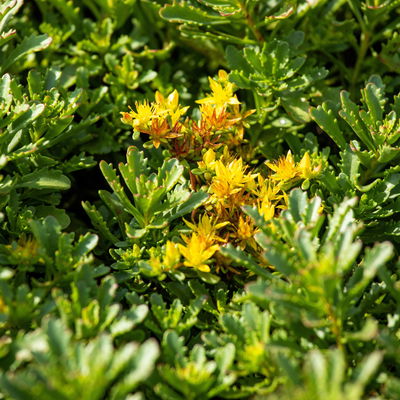 Fetthenne 'Weihenstephaner Gold', gelb, Topf 9x9 cm, 3 Pflanzen