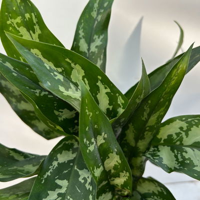 Aglaonema 'Maria', mit Übertopf Dallas weiß, Topf-Ø 12 cm Aglaonema 'Maria', mit Übertopf Dallas weiß, Topf-Ø 12 cm
