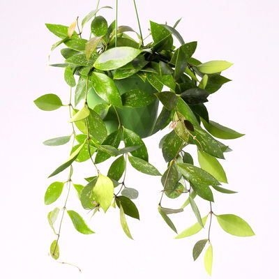 Hoya memoria, in Blumenampel, Topf-Ø 14 cm