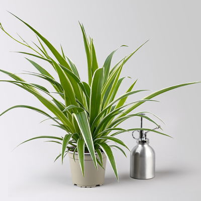 Grünlilie 'Irish', grün-weiß, Topf-Ø 12 cm, 2 Pflanzen Grünlilie 'Irish', grün-weiß, Topf-Ø 12 cm, 2 Pflanzen