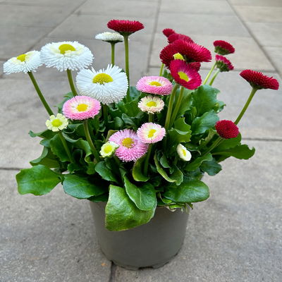 Bellis perennis 'Trio', weiß-rosa-rot, Topf-Ø 13 cm, 6 Pflanzen