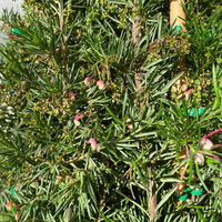 Grevillea gracilis, Farbe zufällig, Pyramide, Topf-Ø 22 cm, Höhe ca. 100cm