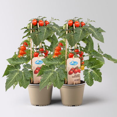 Tomatenpflanzen 'Pick-&-Joy® Plum Tomato Red', Topf-Ø 14 cm, 2 Pflanzen Tomatenpflanzen 'Pick-&-Joy® Plum Tomato Red', Topf-Ø 14 cm, 2 Pflanzen