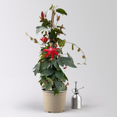 Passionsblume rot, Pyramide, Topf-Ø 17 cm, Höhe ca. 65 cm
