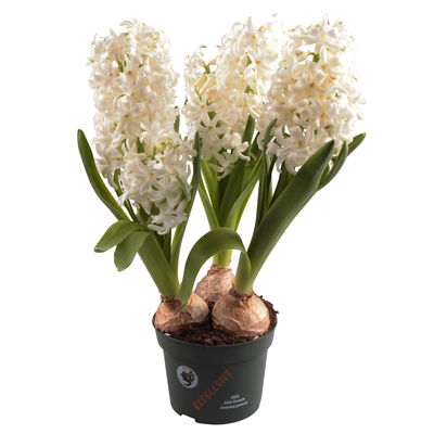 Hyazinthe, weiß & gelb, vorgetrieben, Topf-Ø 12 cm, 6 Pflanzen