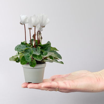 Alpenveilchen Mini, weiß, Topf-Ø 6 cm, 10 Pflanzen Alpenveilchen Mini, weiß, Topf-Ø 6 cm, 10 Pflanzen