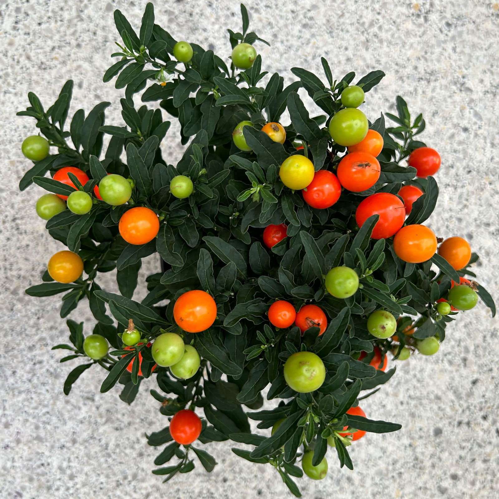 Solanum pseudocapsicum, Topf-Ø 12 cm, Höhe ca. 25 cm, 6er-Set