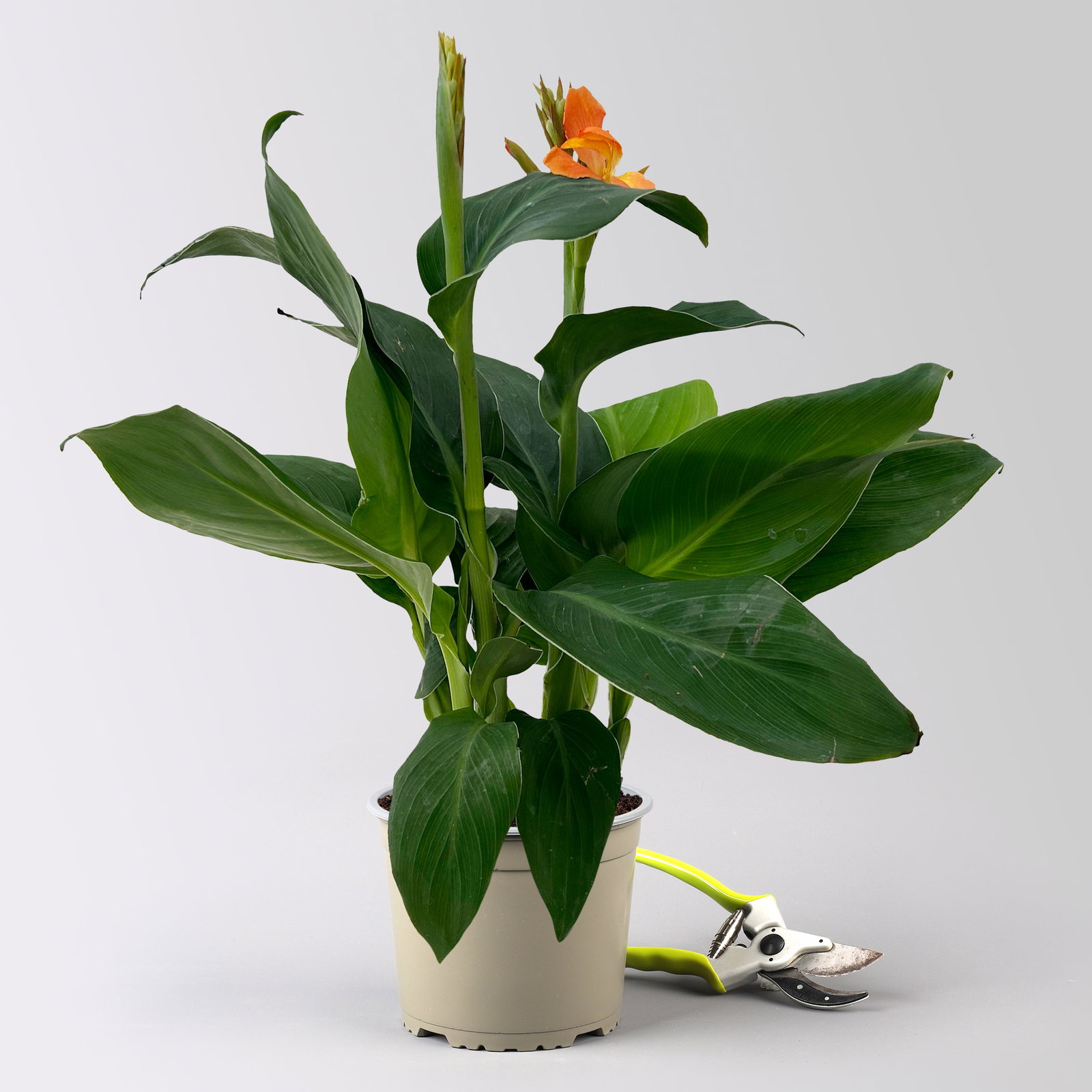 Canna 'Cannova® Orange', orange, Topf-Ø 17 cm, 2 Pflanzen Canna 'Cannova® Orange', orange, Topf-Ø 17 cm, 2 Pflanzen