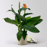 Canna 'Cannova® Orange', orange, Topf-Ø 17 cm, 2 Pflanzen Canna 'Cannova® Orange', orange, Topf-Ø 17 cm, 2 Pflanzen
