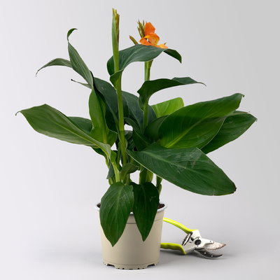 Canna 'Cannova® Orange', orange, Topf-Ø 17 cm, 2 Pflanzen Canna 'Cannova® Orange', orange, Topf-Ø 17 cm, 2 Pflanzen
