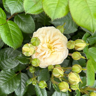 Duftende Strauchrose 'Artemis®', cremeweiß, Topf 5 Liter Duftende Strauchrose 'Artemis®', cremeweiß, Topf 5 Liter