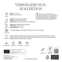 Verwilderungs-Kollektion 60 Blumenzwiebeln