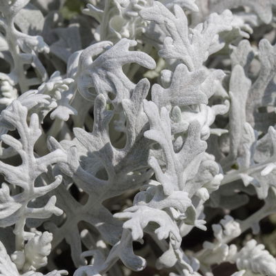 Grabbepflanzung Herbst rot-weiß, 12 Pflanzen Grabbepflanzung Herbst rot-weiß, 12 Pflanzen