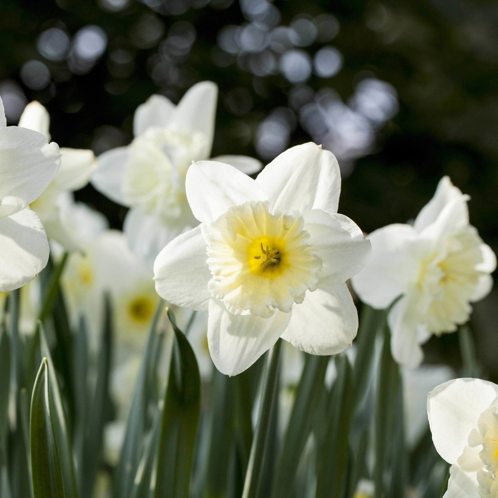 Narzisse 'Pure White' reinweiß, vorgetrieben, Topf-Ø 12 cm, 6 Pflanzen