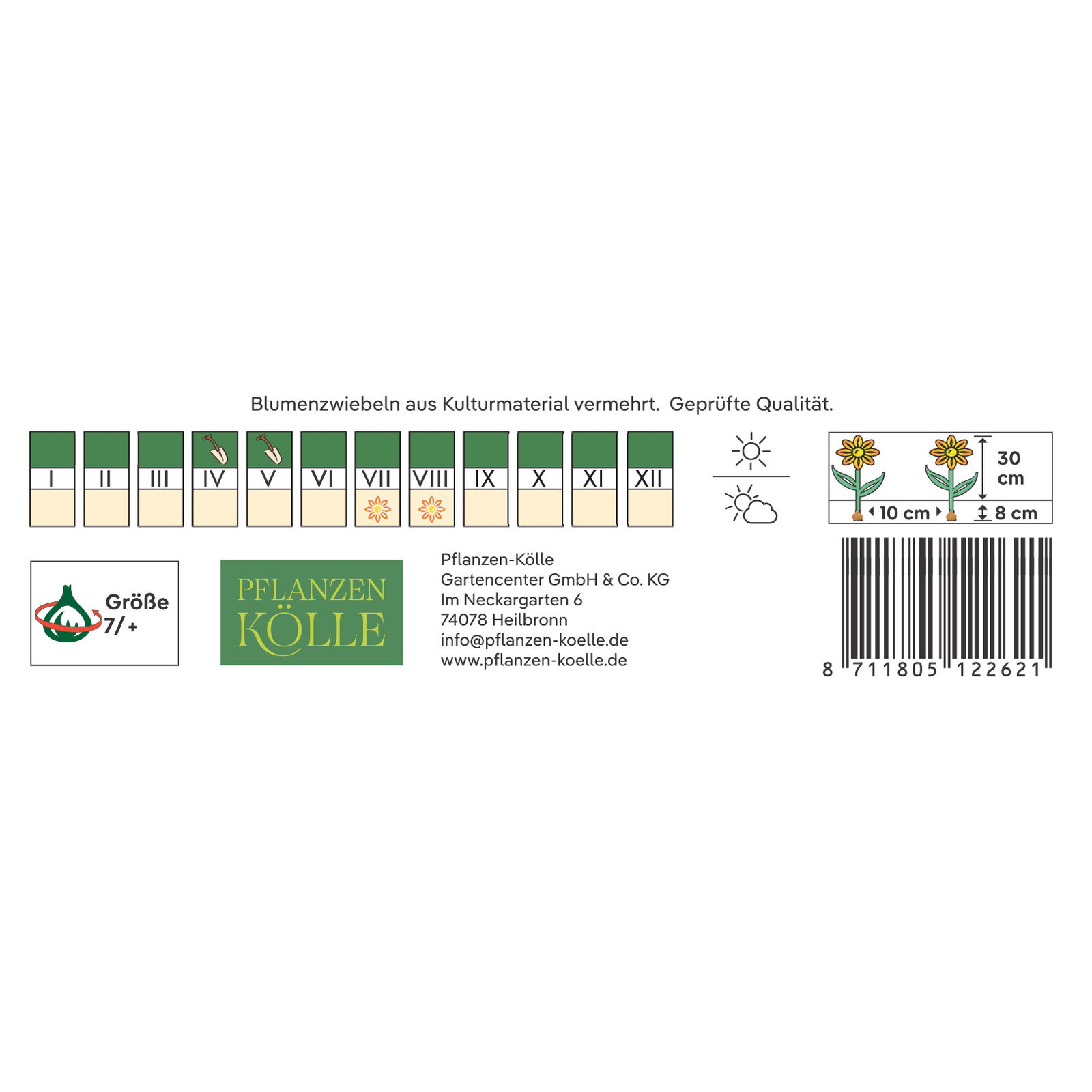 Kölles Beste Ranunkeln-Mischung 'Aviv', pastell, 10 Blumenknollen
