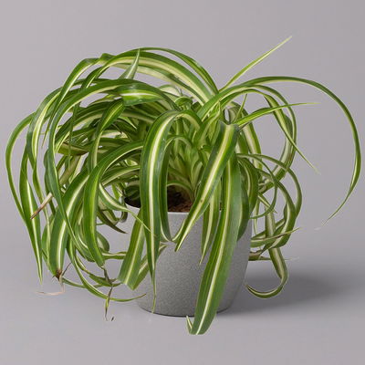 Grünlilie 'Bonnie', Topf-Ø 12 cm, Höhe ca. 20 cm, 3er-Set