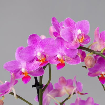 Schmetterlingsorchidee, dunkelrosa, 2 Rispen, Topf-Ø 12 cm, Höhe ca. 50 cm