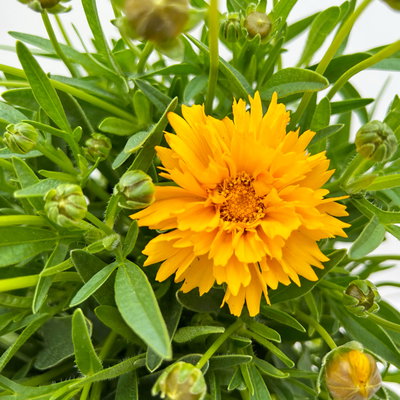 Pflanzenkreation Blütengeflüster, 5 Pflanzen inkl. Erde und Dünger