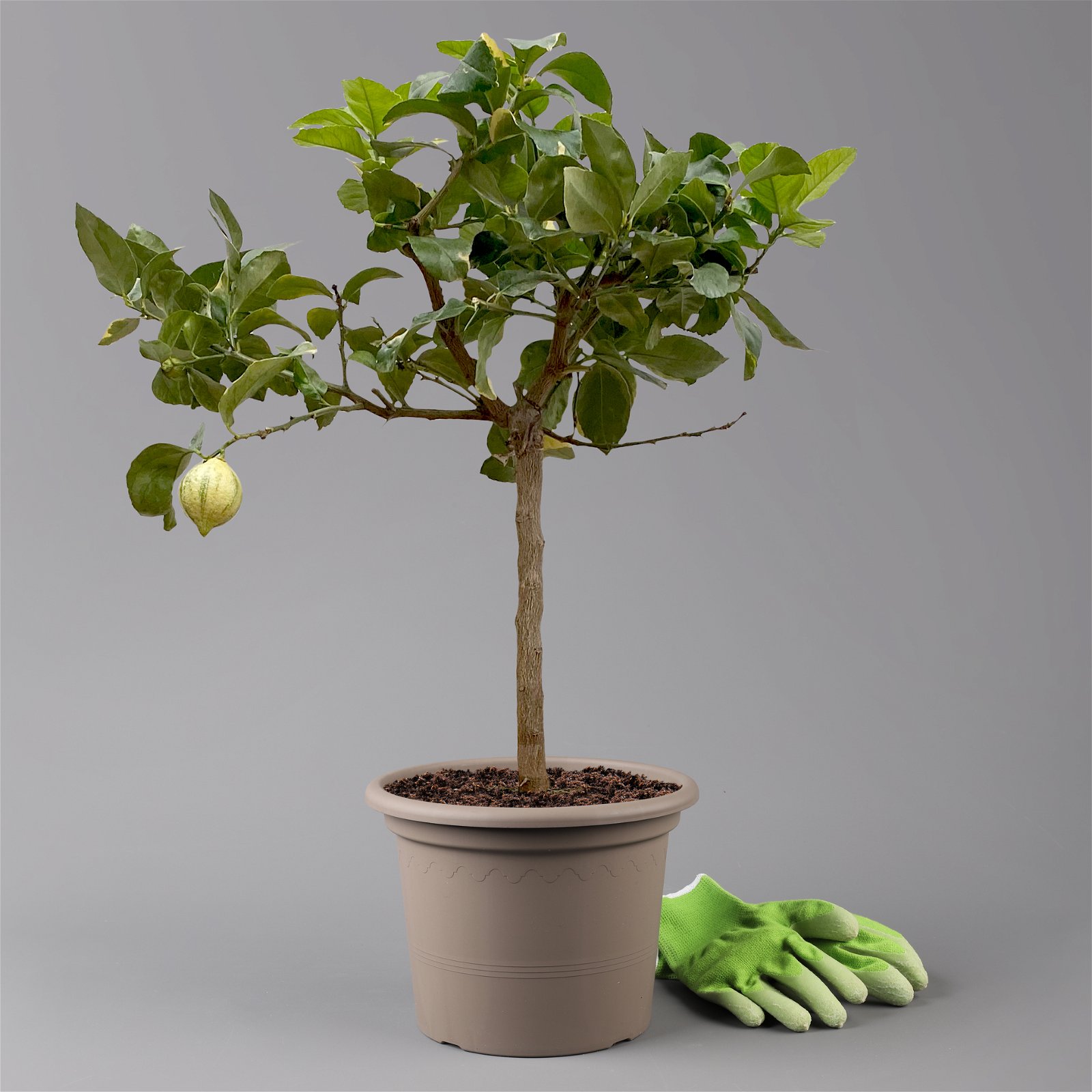 Zitronenbaum 'Variegata', Stamm, Topf-Ø 20 cm, Höhe ca. 60 cm