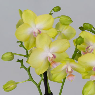 Schmetterlingsorchidee gelb, 2 Rispen, Topf-Ø 12 cm, Höhe ca. 50 cm Schmetterlingsorchidee gelb, 2 Rispen, Topf-Ø 12 cm, Höhe ca. 50 cm