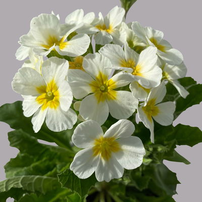 Oak Leaf Primel 'Oak Leaf' Farbe zufällig, Topf-Ø 13 cm, 4er-Set