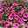 Petchoa Beautical® 'Sunray Pink' pink, Topf-Ø 13 cm, 4er-Set