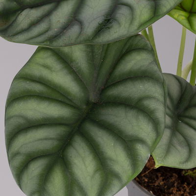 Alocasia baginda 'Silver Dragon', Topf-Ø 14 cm, Höhe ca. 35 cm Alocasia baginda 'Silver Dragon', Topf-Ø 14 cm, Höhe ca. 35 cm