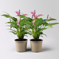 Flamingoblume 'Zizou', lila-dunkelrosa, Topf-Ø 12 cm, 2 Pflanzen Flamingoblume 'Zizou', lila-dunkelrosa, Topf-Ø 12 cm, 2 Pflanzen