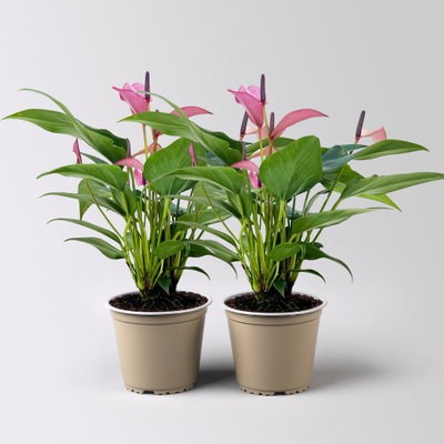Flamingoblume 'Zizou', lila-dunkelrosa, Topf-Ø 12 cm, 2 Pflanzen Flamingoblume 'Zizou', lila-dunkelrosa, Topf-Ø 12 cm, 2 Pflanzen