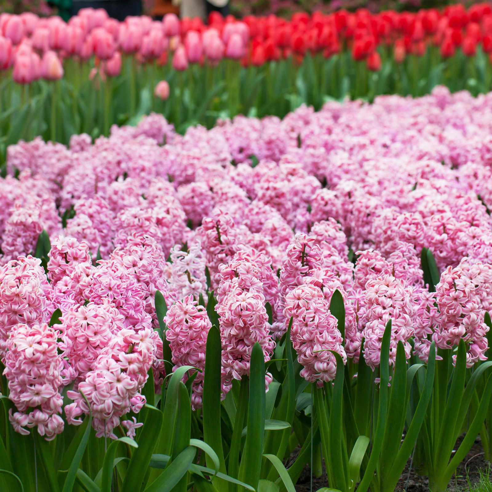 Zwiebelpflanzen-Set Romantik, rosa-lila-weiß, 9 Pflanzen Zwiebelpflanzen-Set Romantik, rosa-lila-weiß, 9 Pflanzen