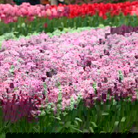 Zwiebelpflanzen-Set Romantik, rosa-lila-weiß, 9 Pflanzen Zwiebelpflanzen-Set Romantik, rosa-lila-weiß, 9 Pflanzen