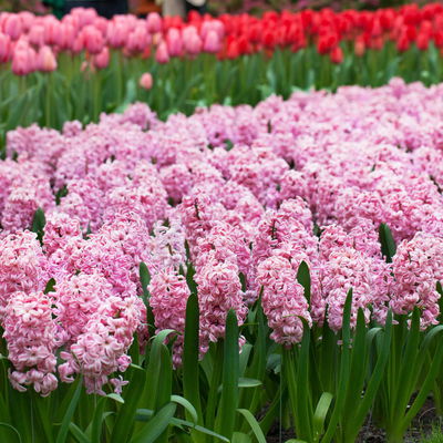 Zwiebelpflanzen-Set Romantik, rosa-lila-weiß, 9 Pflanzen Zwiebelpflanzen-Set Romantik, rosa-lila-weiß, 9 Pflanzen