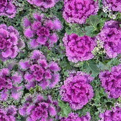 Zierkohl, grün-lila, kraus, Topf-Ø 12 cm, 6 Pflanzen