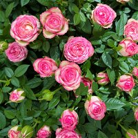 Rose 'Carousel Kordana®Classic' creme-rosa, Topf-Ø 10,5 cm, 3er-Set