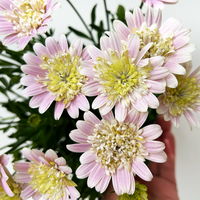 Osteospermum 'Lovely Pink' rosa-gelb, gefüllt, Topf-Ø 12 cm, 6 Pflanzen