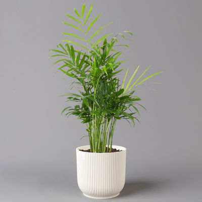 Bergpalme mit Übertopf Vibes weiß, Topf-Ø 12 cm, Höhe ca. 30 cm, 2er-Set Bergpalme mit Übertopf Vibes weiß, Topf-Ø 12 cm, Höhe ca. 30 cm, 2er-Set