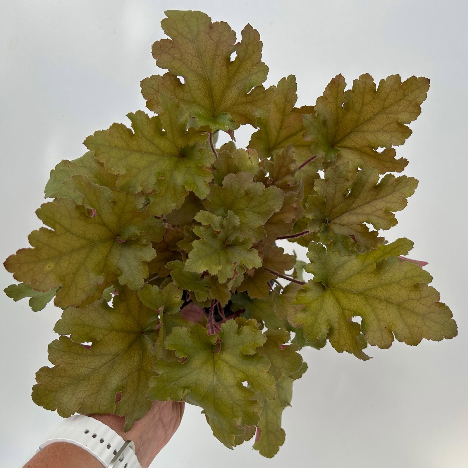 Bio Purpurglöckchen 'Marmalade®', kupfer/purpur, Topf-Ø 12 cm, 3 Pflanzen Bio Purpurglöckchen 'Marmalade®', kupfer/purpur, Topf-Ø 12 cm, 3 Pflanzen