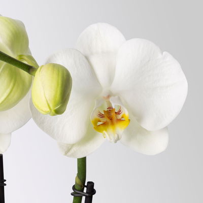 Schmetterlingsorchidee 'Spirit', inkl. Keramiktopf, weiß, Topf-Ø 12 cm