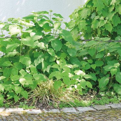 Bellissa Hortensienstütze 'ANNABELLE', 2er-Set, grün, H80 x L75 x L72 cm Bellissa Hortensienstütze 'ANNABELLE', 2er-Set, grün, H80 x L75 x L72 cm