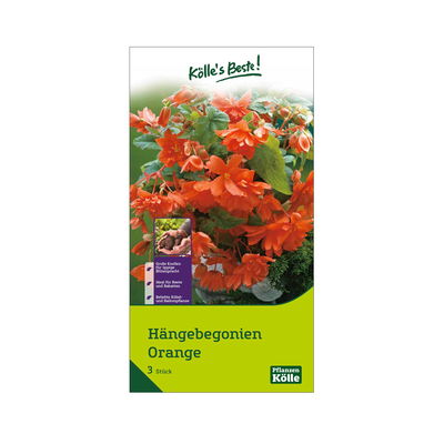Hängebegonie, orange, 3 Blumenknollen